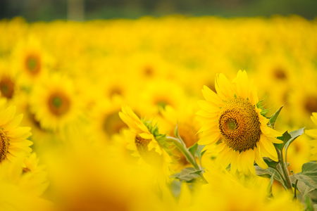 Sunflowers garden under the big tree in Khao Yai of Thailandの写真素材