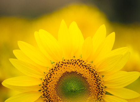 Sunflowers garden under the big tree in Khao Yai of Thailandの写真素材