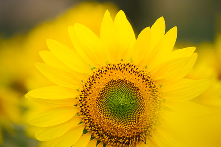 Sunflowers garden under the big tree in Khao Yai of Thailandの写真素材