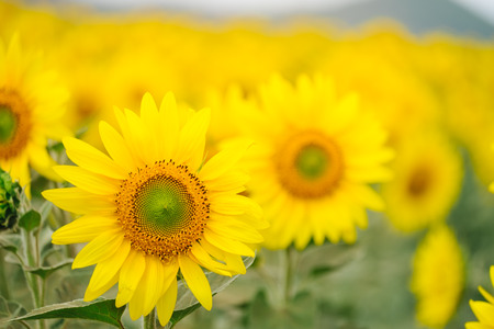 Sunflowers garden under the big tree in Khao Yai of Thailandの写真素材
