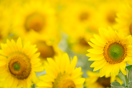 Sunflowers garden under the big tree in Khao Yai of Thailandの写真素材
