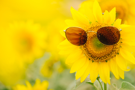 Sunflower with sun glasses in Khao Yai of Thailandの写真素材