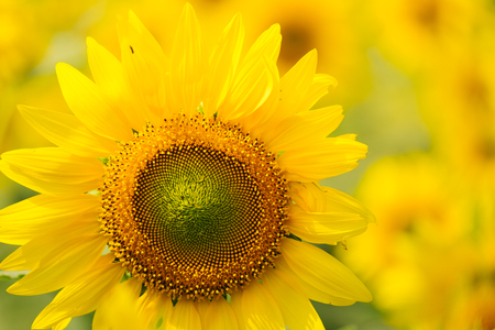 Sunflowers garden under the big tree in Khao Yai of Thailandの写真素材
