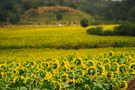 Sunflowers garden under the big tree in Khao Yai of Thailand