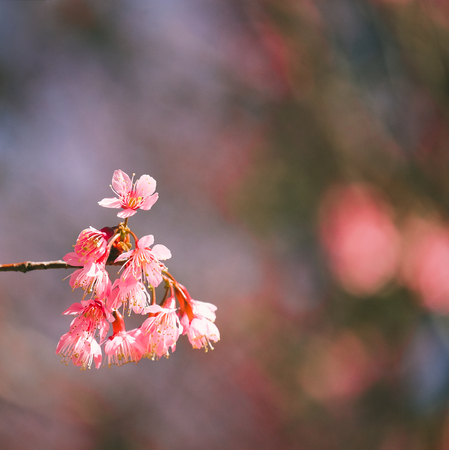 Wild Himalayan Cherry with blue sky and cloud background. Thai sakura blooming during winter in Thailandの写真素材