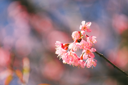 Wild Himalayan Cherry with blue sky and cloud background. Thai sakura blooming during winter in Thailandの写真素材
