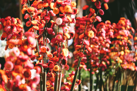 The group of straw flowers to sell in the local flower market.の写真素材