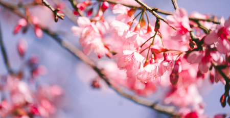 Wild Himalayan Cherry with blue sky and cloud background. Thai sakura blooming during winter in Thailandの写真素材