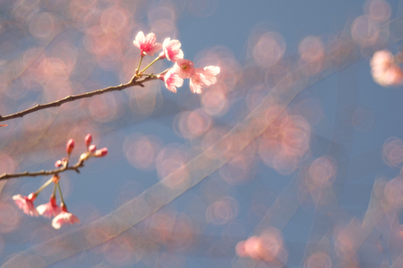 Wild Himalayan Cherry with blue sky and cloud background. Thai sakura blooming during winter in Thailandの写真素材