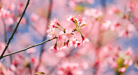 Wild Himalayan Cherry with blue sky and cloud background. Thai sakura blooming during winter in Thailandの写真素材