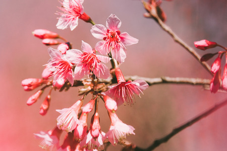 Wild Himalayan Cherry with blue sky and cloud background. Thai sakura blooming during winter in Thailandの写真素材