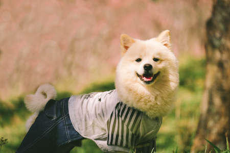 happiness dog in flowers field, on the nature of motionの写真素材