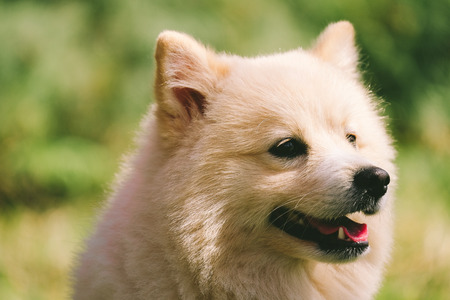 happiness dog in flowers field, on the nature of motionの写真素材