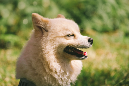 happiness dog in flowers field, on the nature of motionの写真素材