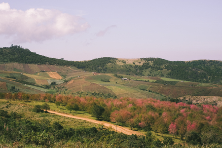 Wild Himalayan Cherry with blue sky and cloud background. Thai sakura blooming during winter in Thailandの写真素材