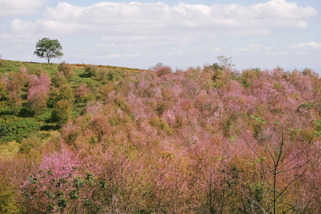 Wild Himalayan Cherry with blue sky and cloud background. Thai sakura blooming during winter in Thailandの写真素材