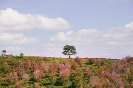 Wild Himalayan Cherry with blue sky and cloud background. Thai sakura blooming during winter in Thailandの写真素材