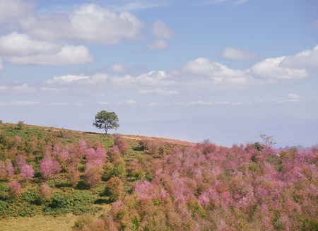 Wild Himalayan Cherry with blue sky and cloud background. Thai sakura blooming during winter in Thailandの写真素材
