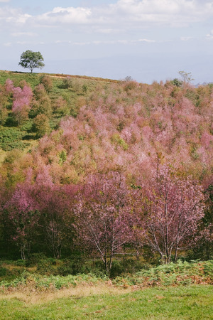 Wild Himalayan Cherry with blue sky and cloud background. Thai sakura blooming during winter in Thailandの写真素材