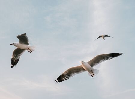 Seagull flying on beautiful blue seaの写真素材
