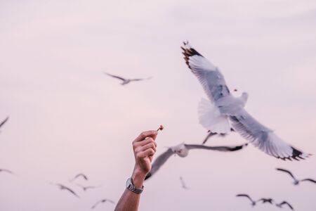 People feeding seagulls, the Bang Poo, Thailand.の写真素材