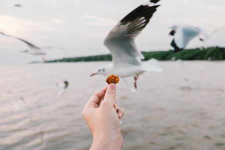 People feeding seagulls, the Bang Poo, Thailand.の写真素材