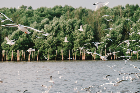 Seagull flying on beautiful blue seaの写真素材