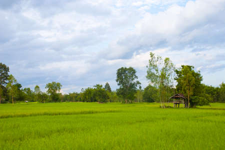 Rice fieldの写真素材