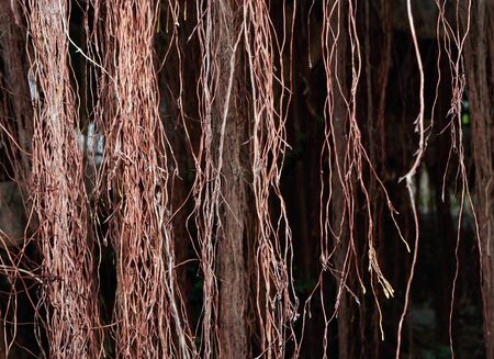 banyan treeの写真素材