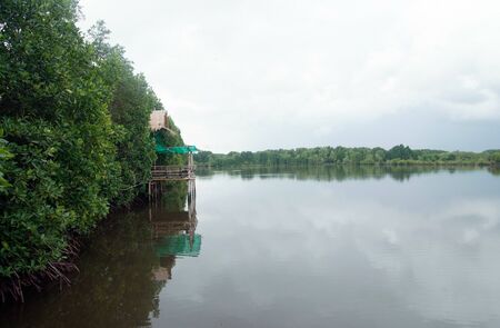 mangrove forestの写真素材