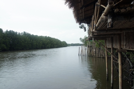 mangrove forestの写真素材