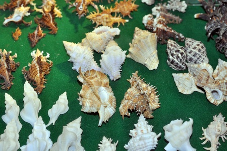 shellの写真素材