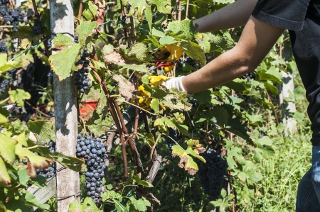 Harvest in typical alpines vineyards, Italyの写真素材