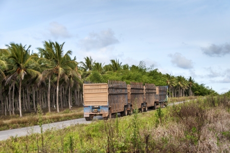 Truck for the transport of sugar cane for the production of ethanol in Brazilのeditorial素材