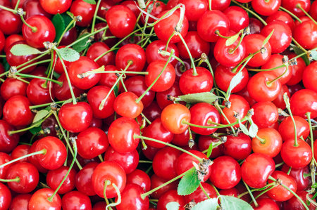 Ripe black cherries picked from the treeの写真素材