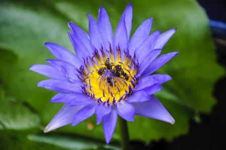 A beautiful purple waterlily with bee in thailandの写真素材