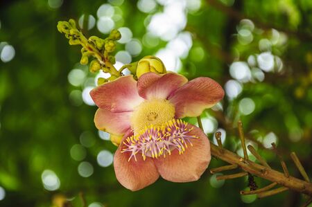 A beautiful cannon balltree flower in Thailand の写真素材