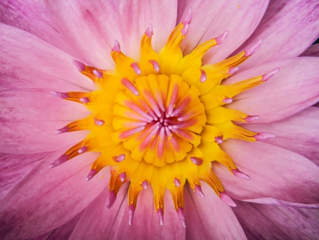 A close up of pink lotus flowerの写真素材