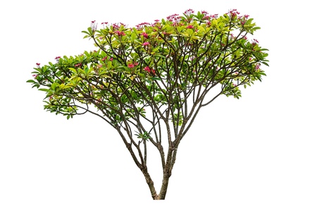 Plumeria flowers tree isolated on white background