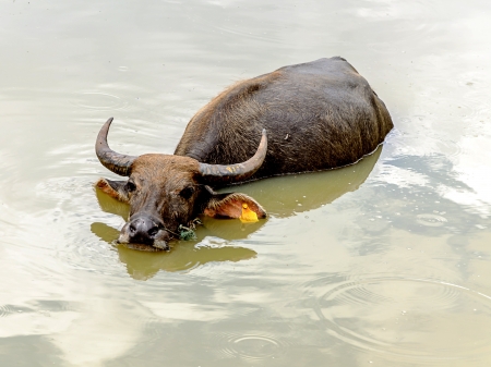 Water buffalo in a pond, in Chiang mai Province,Thailandの写真素材