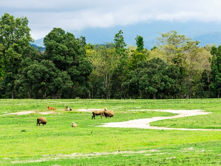 Herd of sheep in meadow の写真素材