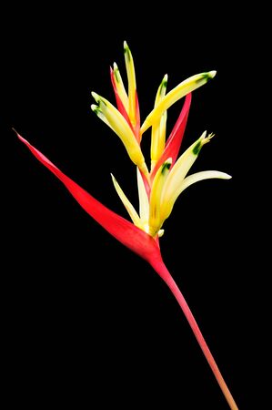 Bird of paradise flower isolated on black backgroundの写真素材