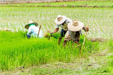 Farmers preparing rice seedlings for planting in northern part of Thailandの写真素材
