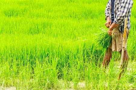 Farmers preparing rice seedlings for planting in northern part of Thailandの写真素材