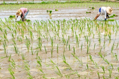 Rice seedling transplanting in northern part of Thailandの写真素材
