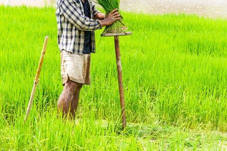 Farmers preparing rice seedlings for planting in northern part of Thailandの写真素材