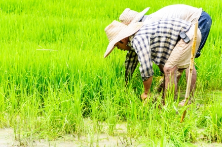 CHIANG MAI, THAILAND - JULY 21 : Farmers prepare seedlings of rice on the paddy fields on July 21, 2011 in HangDong,Chiang Mai, Thailand.のeditorial素材