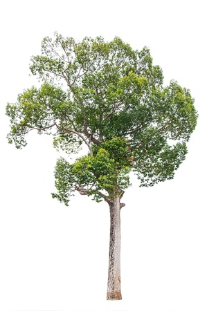 Green tree isolated on white backgroundの写真素材