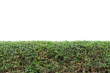 Bushes fence isolated on white background の写真素材