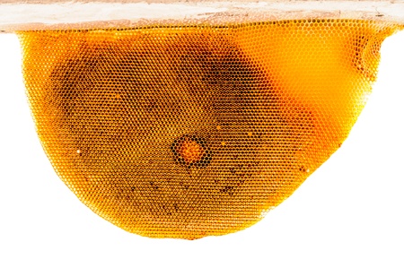 Old honeycomb isolated on white background 